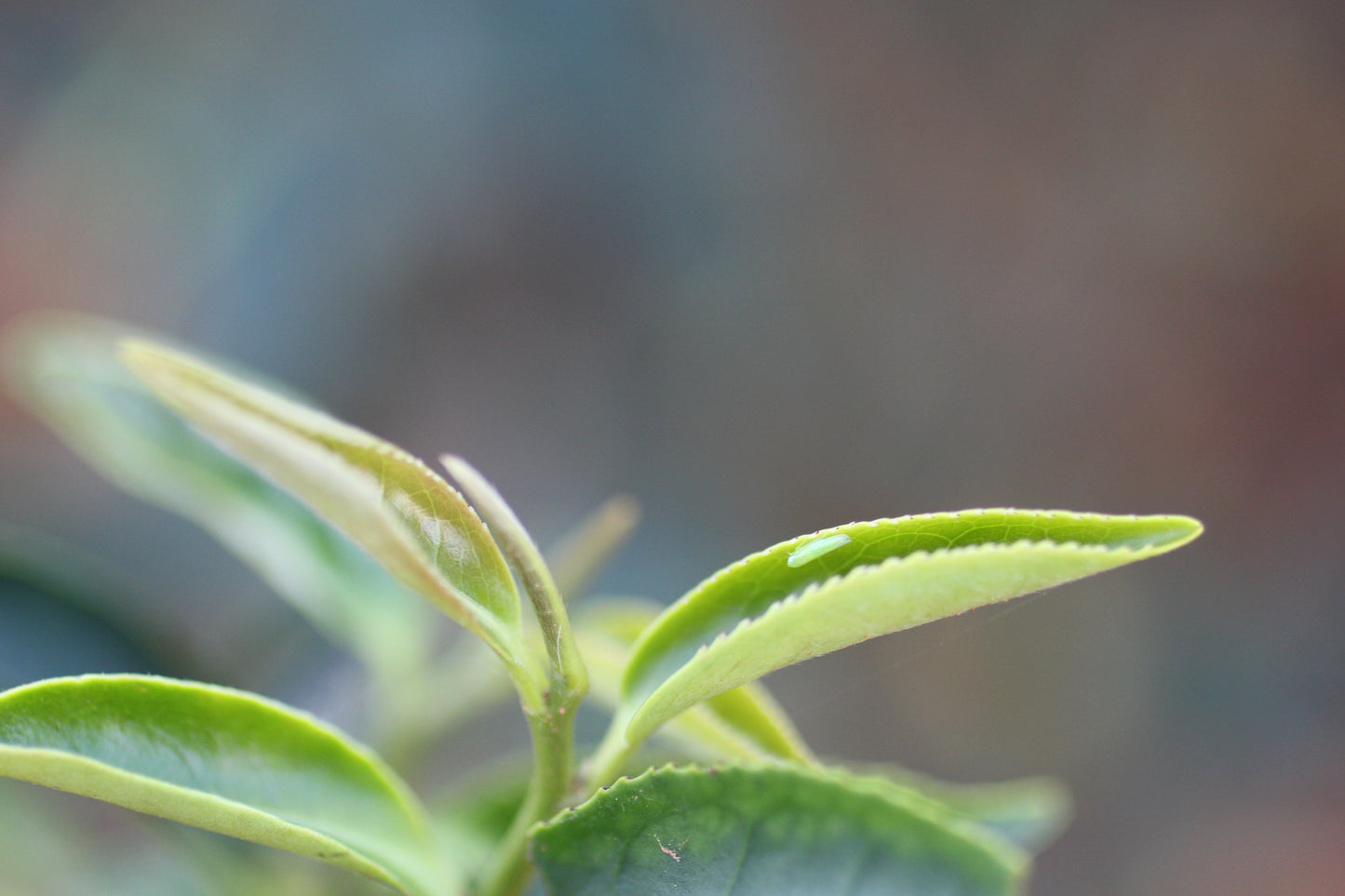 世界極金獎茶禮